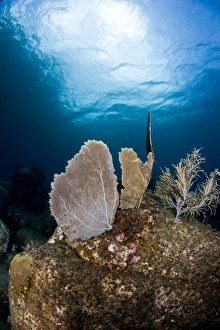 Images Dated 6th March 2008: Reef scene with sea fan, St. Lucia, West Indies, Caribbean, Central America