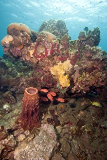 Seabed Prints: Reef scene with soldier fish, Dominica, West Indies, Caribbean, Central America