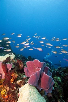 School Of Fish Prints: Reef scene with sponges, Dominica, West Indies, Caribbean, Central America