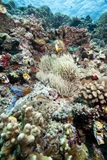 Images Dated 31st May 2008: Reef scene, Sulawesi, Indonesia, Southeast Asia, Asia