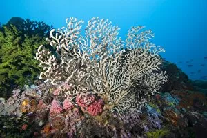 Images Dated 26th May 2008: Reef scene, Sulawesi, Indonesia, Southeast Asia, Asia