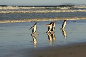 Four Animals Prints: Reflected gentoo penguins (Pygoscelis papua) emerge from the sea