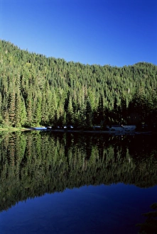 Evergreen Prints: Reflection of alpine evergreens