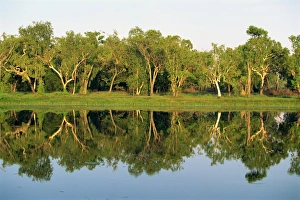 Eucalyptus Prints: Reflections of eucalyptus (gum)