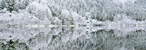 Panorama Gallery: Reflections on Loch Chon in winter, Aberfoyle, Stirling, The Trossachs, Scotland