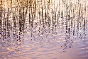 Images Dated 6th November 2010: Reflections of sky and reeds in Loch Nan Dailthean at sunrise, near Tournaig