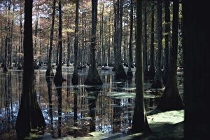 Cypress Prints: Reflections of trunks in the Cypress swamp in Cypress Gardens