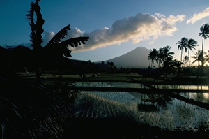 Enigma Prints: Reflections in water of rice paddies