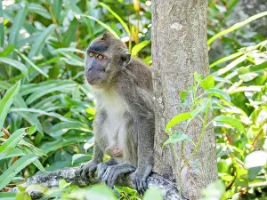 Macaque Prints: Rehabilitated long-tailed macaque observes surroundings at Labuk Bay Sanctum in Sabah