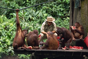 Sepilok Prints: Rehabilitated orang-utans from the forest feed at Sepilok