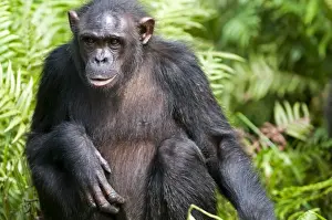 Animal Welfare Prints: Rehabilitated orphaned chimpanzee (Pan troglodytes) released back into natural habitat
