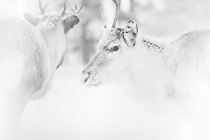 Eye Contact Gallery: Reindeer
