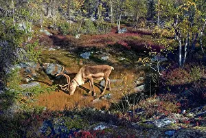Finland Prints: Reindeer drinks water by a pond in Kivitunturi forest during autumn in Lapland, Finland