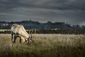 A reindeer eating grass on the outskirts of the Peak District, South Yorkshire, Yorkshire