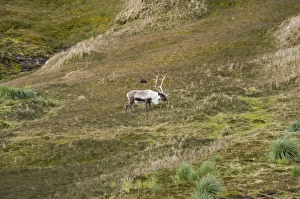 Fortuna Bay Prints: Reindeer, Fortuna Bay, South Georgia, South Atlantic