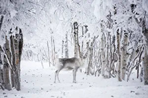 Male Animal Prints: Reindeer in the frozen wood, Levi, Kittila, Lapland, Finland, Europe