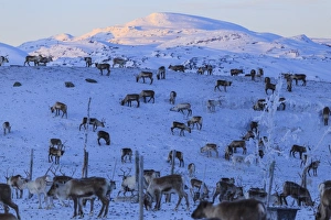 Rangifer Tarandus Prints: Reindeer grazing, Riskgransen, Norbottens Ian, Lapland, Sweden, Scandinavia, Europe