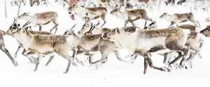 Antler Prints: Reindeer herded by Sami people running fast in the white landscape during a snowfall
