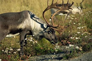 Antlers Prints: Reindeer in the Lapona Region, Lappland, Sweden, Scandinavia, Europe