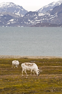Alesund Prints: Reindeer at Ny Alesund, Svalbard Archipelago, Norway, Arctic, Scandinavia, Europe