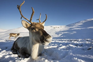 Reindeer (Rangifer tarandus) female, Cairngorms National Park, Scotland, United Kingdom