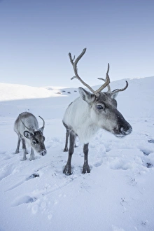 Immature Prints: Reindeer (Rangifer tarandus) female with young, Cairngorms National Park, Scotland