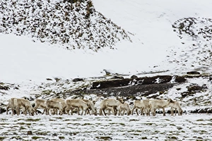Rangifer Tarandus Prints: Reindeer (Rangifer tarandus) introduced from Norway