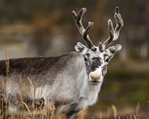 Eye Contact Gallery: Reindeer (Rangifer tarandus), Kilpisjarvi, Lapland, Finland, Europe