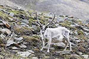 Rangifer Tarandus Prints: Reindeer (Rangifer tarandus), Spitsbergen, Svalbard, Arctic, Norway, Europe