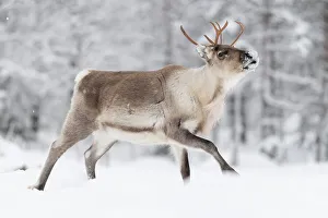 Deer Prints: Reindeer in the snow, Finland, Europe
