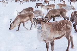 Chill Prints: Reindeer in the white landscape under snowfall
