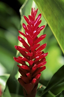 Reine de malaise flower at the Balata Botanical Gardens, near Fort de France