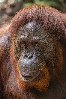 Borneo Prints: Reintroduced female orangutan (Pongo pygmaeus), Camp Leakey, Tanjung Puting National Park