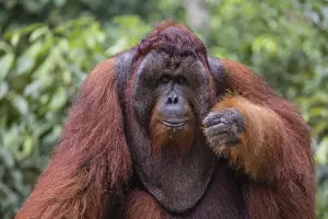 Male Animal Prints: Reintroduced flanged male orangutan (Pongo pygmaeus)