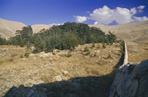 Lebanonese Prints: Last remaining cedar forest covering only a few hectares