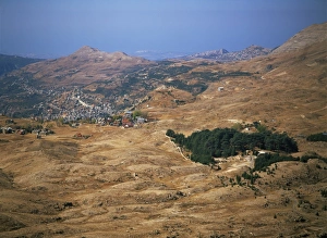 Holy Valley Prints: The last remaining cedars