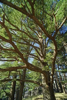 Images Dated 5th August 2008: The last remaining forest of biblical cedars