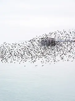 Dance Prints: The remains of the West Pier as seen through the starling murmuration at sunset