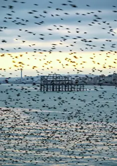 Brighton Prints: The remains of the West Pier as seen through the starling murmuration at sunset