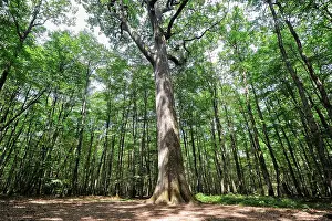 Remarkable Prints: Remarkable oak tree (Charles-Louis Philippe) in the Forest of Troncais