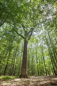 Tall Prints: Remarkable oak tree (Charles-Louis Philippe) in the Forest of Troncais