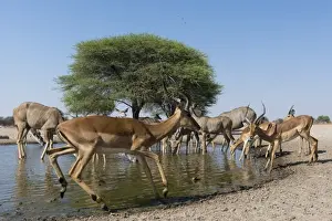 Remote camera image of greater kudus (Tragelaphus strepsiceros) and impalas (Aepyceros