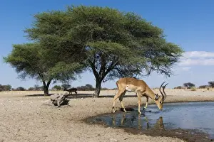Refreshment Prints: Remote camera image of an impala (Aepyceros melampus) drinking at waterhole, Botswana