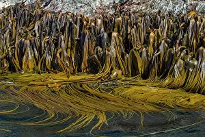 Saltwater Prints: Very remote Shag Rocks, near South Georgia Island in the Scotia Sea, South Atlantic Ocean