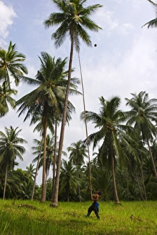 Koh Samui Prints: Removing coconuts using a bamboo pole