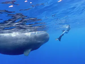 Researcher Susan Bird swimming with a small pod of sperm whales (Physeter macrocephalus) underwater off the coast of Roseau, Dominica, Windward Islands, West Indies, Caribbean, Central America