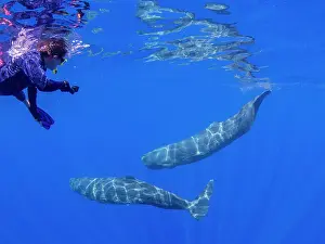 Sperm Whale Prints: Researcher swimming with a small pod of sperm whales (Physeter macrocephalus) underwater off the coast of Roseau