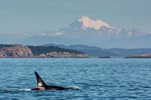 Swimming Prints: Resident killer whale bull, Orcinus orca