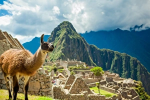 Machu Picchu Prints: Resident llama, Machu Picchu ruins, UNESCO World Heritage Site, Peru, South America