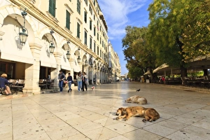Dogs Prints: Residents and sleeping dogs, The Liston